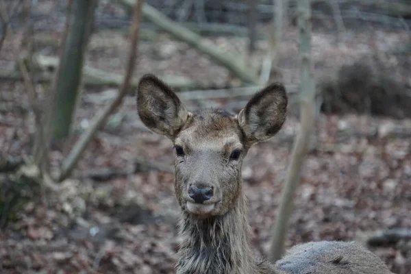 Closeup Shot Looking Deer Forest Bokeh Background — Stock Photo, Image