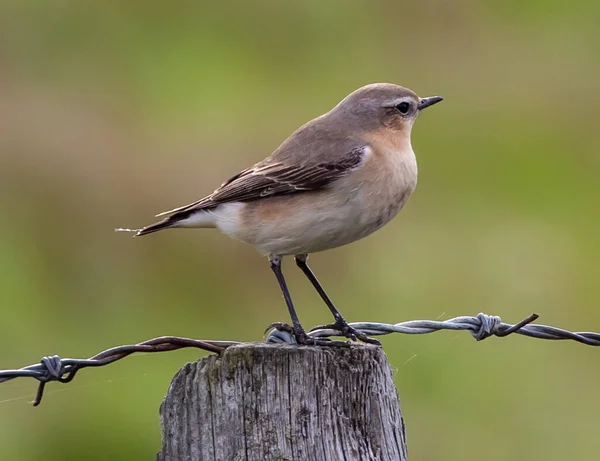 Zbliżenie Małej Isabelline Wheatear Bird — Zdjęcie stockowe