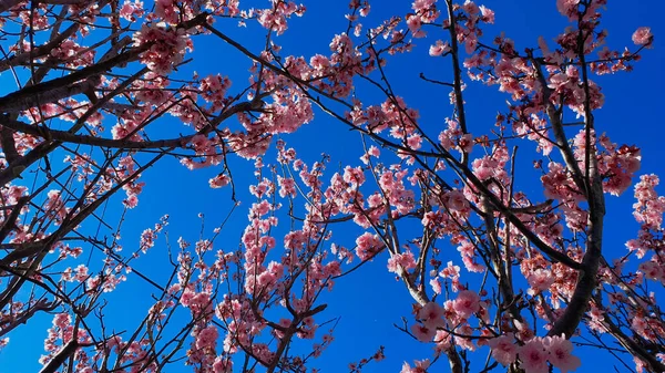 Low Angle Shot Sky Full Blossoms Perfect Background — Stock Photo, Image