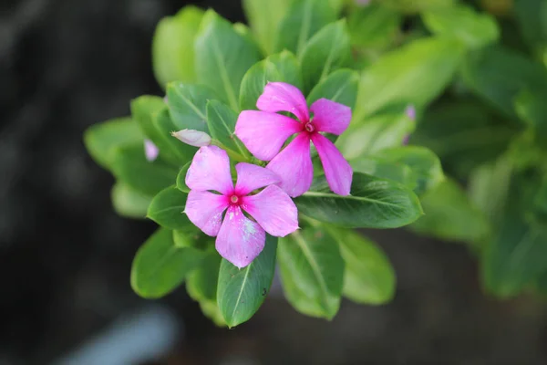 Primer Plano Hermosos Periwinkles Púrpura —  Fotos de Stock