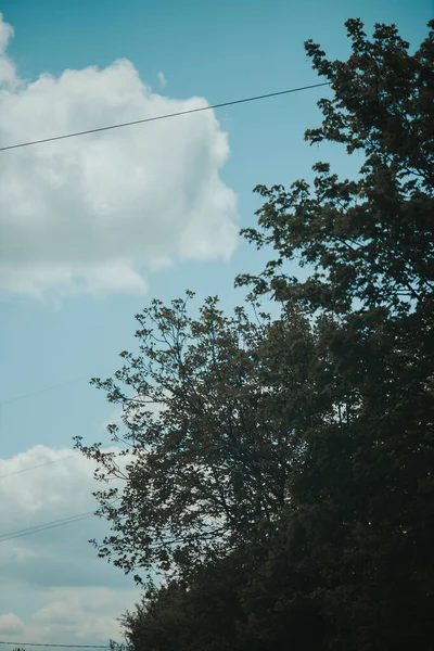 Eine Vertikale Aufnahme Hoher Grüner Bäume Unter Strahlend Blauem Himmel — Stockfoto