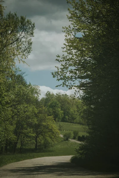 Вертикальный Снимок Извилистой Дороги Через Зеленый Лес — стоковое фото