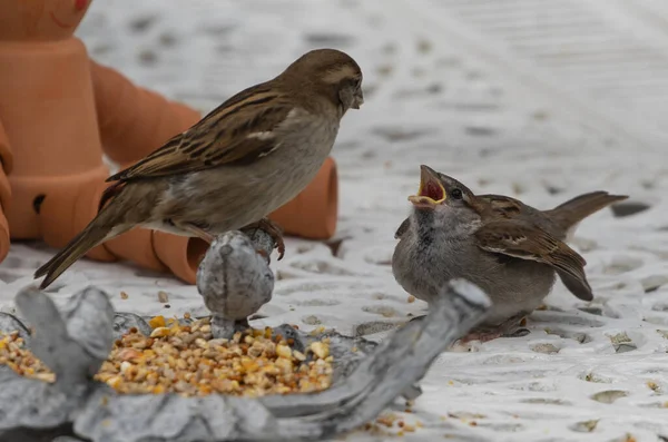 참새들이 먹이를 — 스톡 사진