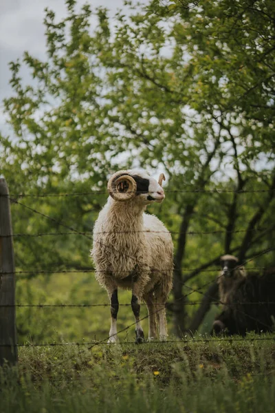 Eine Vertikale Aufnahme Einer Gehörnten Ziege Auf Einer Wiese Hinter — Stockfoto