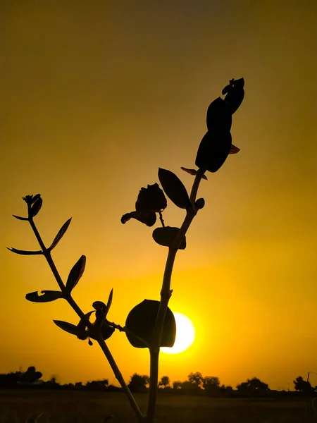 Una Silhouette Una Pianta Deserto Contro Cielo Dorato Del Tramonto — Foto Stock