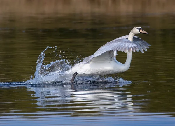 湖で泳いでいる美しい白い白鳥のクローズアップショット — ストック写真