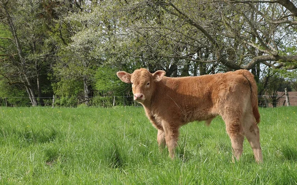 一只生锈的棕色沙洛莱新生小牛犊站在草地上 — 图库照片