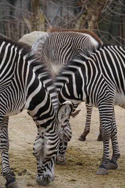 Pionowe Ujęcie Zebr Jedzących Suszoną Trawę Polu — Zdjęcie stockowe