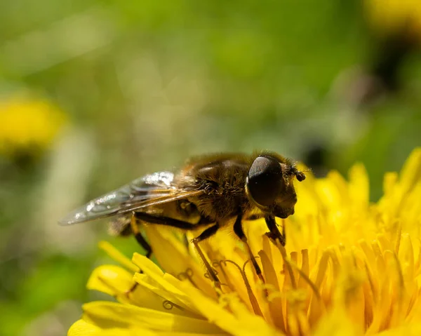黄色の花に蜂のマクロショット — ストック写真