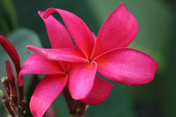 Tiro Close Uma Flor Plumeria Rosa Brilhante — Fotografia de Stock