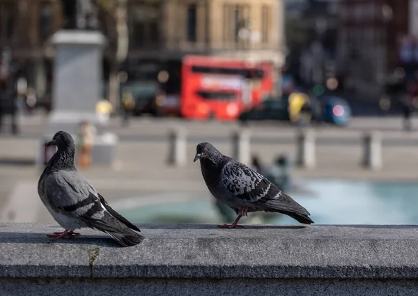 Primer Plano Palomas Feral Una Ciudad — Foto de Stock