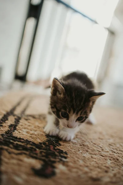 눈으로 배경을 응시하고 귀여운 고양이의 — 스톡 사진