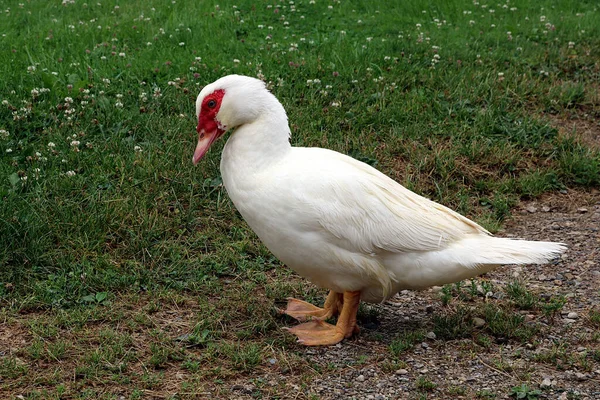 Egy Közeli Kép Egy Pézsmakacsáról Egy Zöld Füvön — Stock Fotó