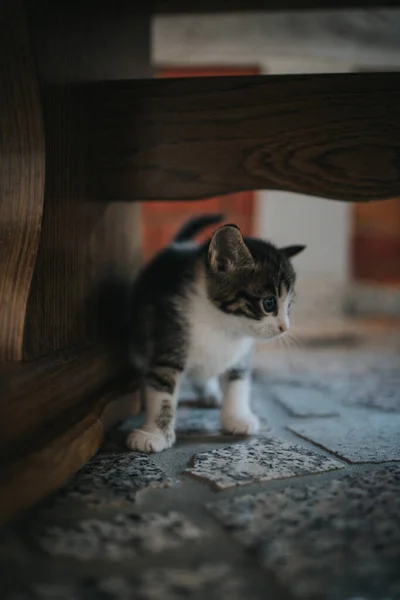 Gros Plan Vertical Mignon Chaton Rayé Aux Yeux Brillants — Photo