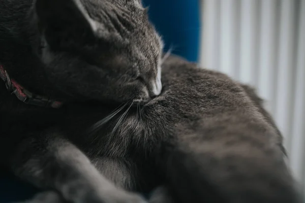 一只灰色毛茸茸的猫在模糊的背景下舔着自己的身体的特写镜头 — 图库照片