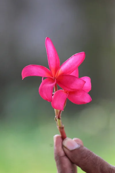Pembe Bir Plumeria Çiçeğinin Yakın Plan Çekimi — Stok fotoğraf