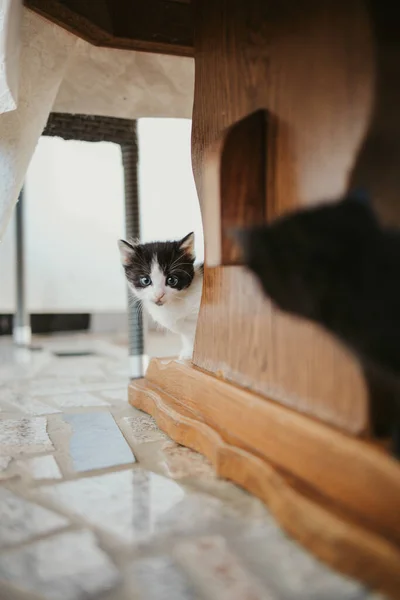 Eine Vertikale Aufnahme Von Niedlichen Flauschigen Katzen Die Einander Unter — Stockfoto
