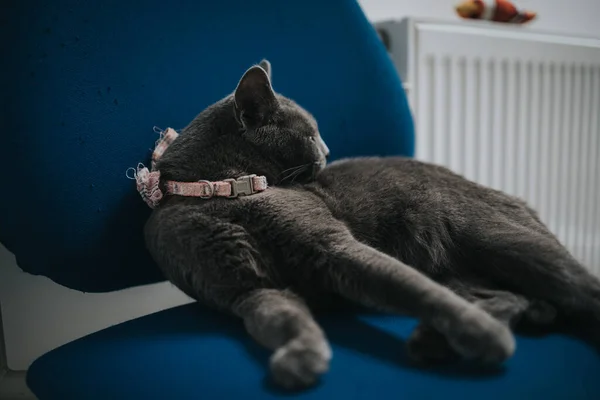 Gros Plan Joli Chat Gris Léchant Lui Même — Photo