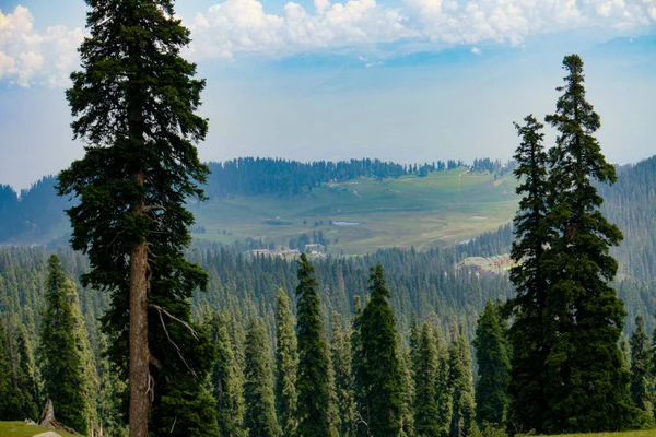 Una Vista Panoramica Degli Alberi Kongdoori Fase Attrazione Forest Block — Foto Stock