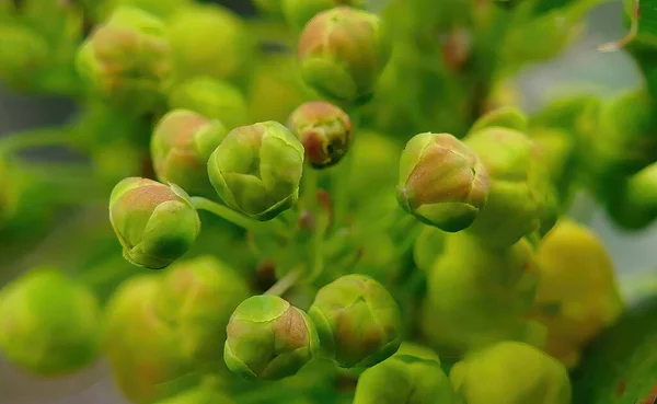 Una Macro Toma Los Brotes Uva Oregón Mahonia Aquifolium — Foto de Stock