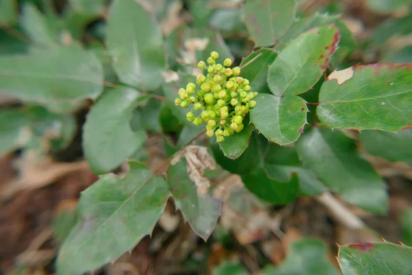 Közelkép Oregoni Szőlőszemekről Mahonia Aquifolium — Stock Fotó