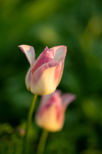 Primer Plano Hermosos Tulipanes Dama Sobre Fondo Borroso — Foto de Stock