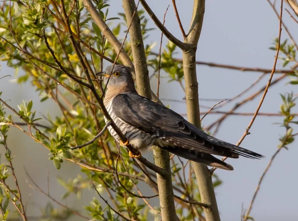 Een Closeup Shot Van Een Common Cuckoo — Stockfoto