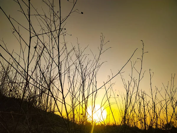 黄金の夕日の空に対して木の裸の枝の美しいショット — ストック写真