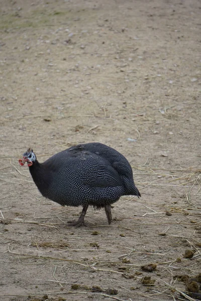 Eine Vertikale Aufnahme Von Glattschopfperlhühnern Die Auf Dem Feld Laufen — Stockfoto