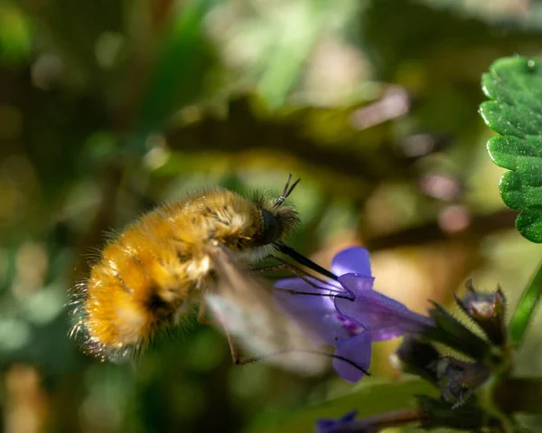 Макроснимок Пчелиной Мухи Фиолетовом Цветке — стоковое фото