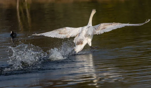 Nahaufnahme Eines Schönen Weißen Schwans Der Einem See Schwimmt — Stockfoto