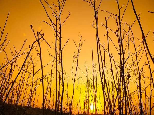 Piękne Ujęcie Nagich Gałęzi Drzew Przeciwko Złotemu Niebu Zachodu Słońca — Zdjęcie stockowe