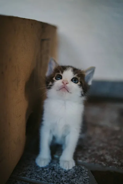 Een Verticaal Close Shot Van Een Schattig Gestreept Kitten Met — Stockfoto