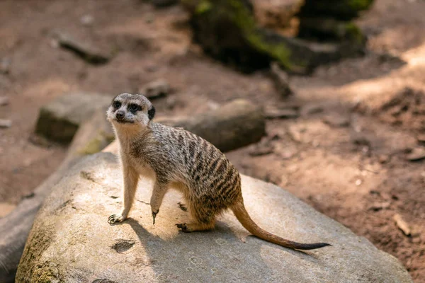 Gros Plan Une Jolie Suricate Sur Une Pierre — Photo