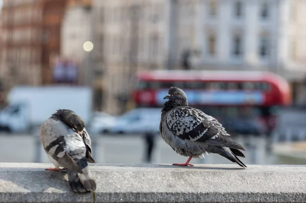 Primer Plano Palomas Feral Una Ciudad — Foto de Stock