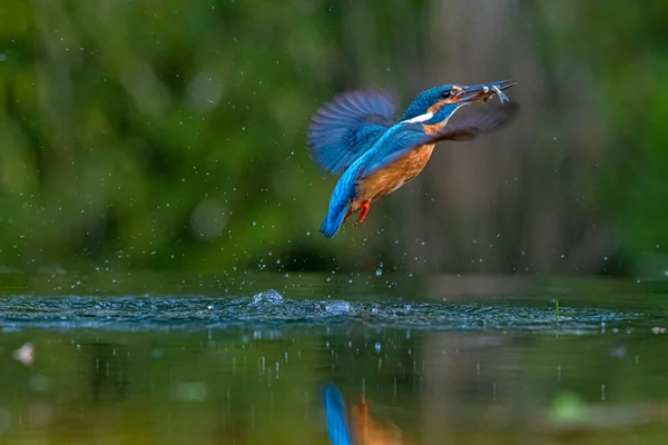 Martin Pêcheur Commun Avec Poisson Dans Son Bec Volant Dessus — Photo