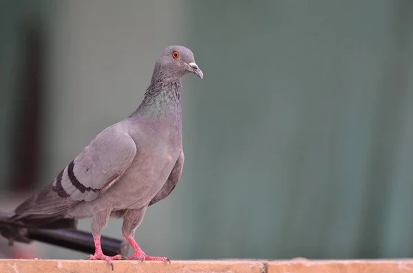 Kırmızı Gözlü Bir Haberci Güvercin Şehrin Taş Yüzeyinde Bulanık Bir — Stok fotoğraf