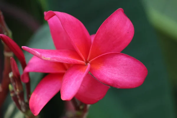 Tiro Close Uma Flor Plumeria Rosa Brilhante — Fotografia de Stock