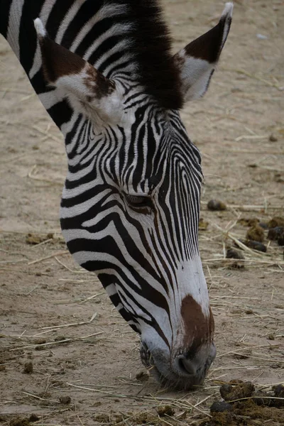 Tiro Vertical Zebra Comendo Grama Floresta — Fotografia de Stock