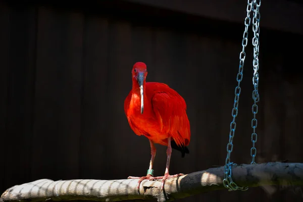 Czerwony Szkarłat Ibis Gałęzi Drzewa — Zdjęcie stockowe