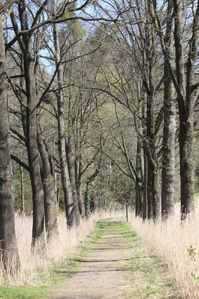 Een Verticaal Schot Van Hoge Bladloze Oude Bomen Met Droog — Stockfoto