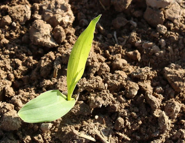 Egy Közeli Felvétel Egy Fiatal Kukoricanövényről Ami Földben Csírázik — Stock Fotó