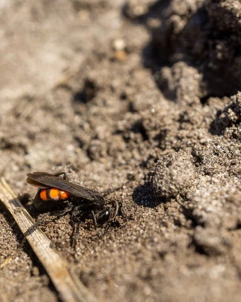 Disparo Vertical Pompilidae Suelo — Foto de Stock