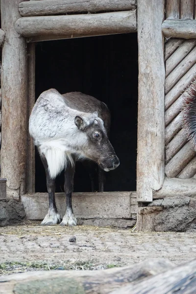 農場でのトナカイの垂直撮影 — ストック写真