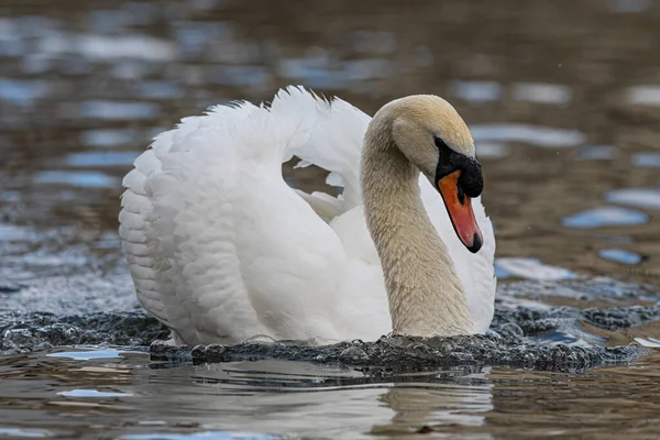 Closeup Shot White Swan Swimming Pond — Stock Photo, Image