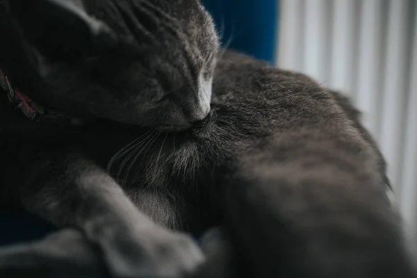 Een Close Shot Van Een Schattige Grijze Kat Likken Zelf — Stockfoto