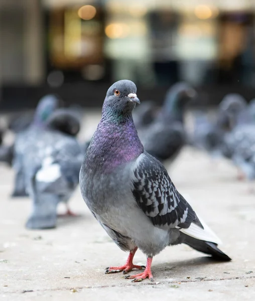 Nahaufnahme Einer Verwilderten Taube Einer Stadt — Stockfoto