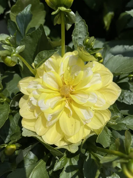 Eine Nahaufnahme Einer Gelben Blume — Stockfoto