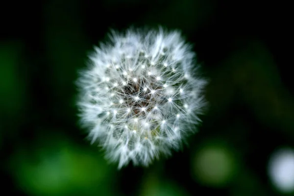 Een Selectieve Focus Shot Van Een Witte Paardebloem — Stockfoto