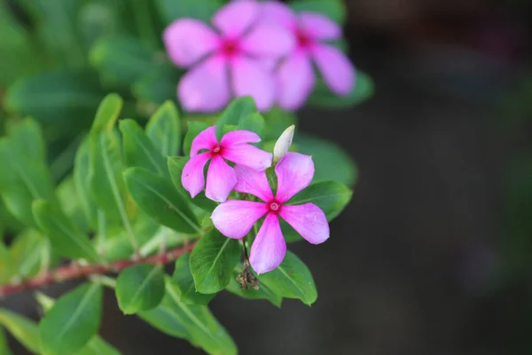 Tiro Close Belos Periwinkles Roxos — Fotografia de Stock